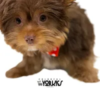 Cowboy, a male Yorkshire Terrier for sale in Keller, TX – Photo 4 of 7