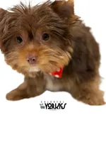 Cowboy, a male Yorkshire Terrier for sale in Keller, TX – Photo 4 of 7