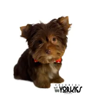 Cowboy, a male Yorkshire Terrier for sale in Keller, TX – Photo 1 of 7