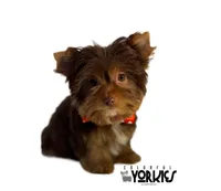 Cowboy, a male Yorkshire Terrier for sale in Keller, TX – Photo 1 of 7