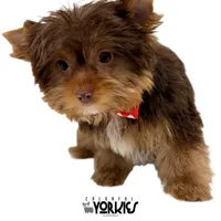 Cowboy, a male Yorkshire Terrier for sale in Keller, TX – Photo 2 of 7