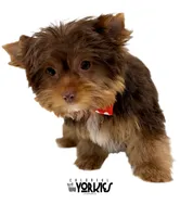 Cowboy, a male Yorkshire Terrier for sale in Keller, TX – Photo 2 of 7