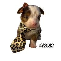 Jewel, a female Yorkshire Terrier for sale in Keller, TX – Photo 4 of 6