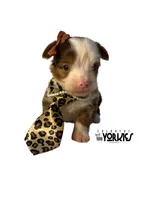 Jewel, a female Yorkshire Terrier for sale in Keller, TX – Photo 4 of 6