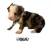 Jewel, a female Yorkshire Terrier for sale in Keller, TX – Photo 2 of 6