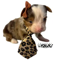 Jewel, a female Yorkshire Terrier for sale in Keller, TX – Photo 5 of 6