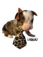 Jewel, a female Yorkshire Terrier for sale in Keller, TX – Photo 5 of 6