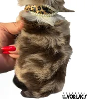 Jewel, a female Yorkshire Terrier for sale in Keller, TX – Photo 6 of 6