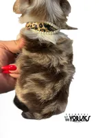 Jewel, a female Yorkshire Terrier for sale in Keller, TX – Photo 6 of 6