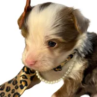 Jewel, a female Yorkshire Terrier for sale in Keller, TX – Photo 1 of 6