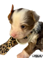 Jewel, a female Yorkshire Terrier for sale in Keller, TX – Photo 1 of 6