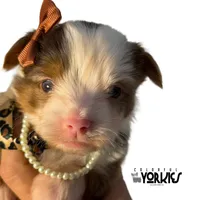 Jewel, a female Yorkshire Terrier for sale in Keller, TX – Photo 3 of 6