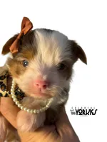 Jewel, a female Yorkshire Terrier for sale in Keller, TX – Photo 3 of 6