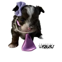 Livie, a female Yorkshire Terrier for sale in Keller, TX – Photo 3 of 5