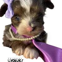 Livie, a female Yorkshire Terrier for sale in Keller, TX – Photo 5 of 5