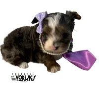 Livie, a female Yorkshire Terrier for sale in Keller, TX – Photo 1 of 5