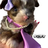 Livie, a female Yorkshire Terrier for sale in Keller, TX – Photo 4 of 5