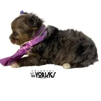 Livie, a female Yorkshire Terrier for sale in Keller, TX – Photo 2 of 5