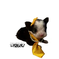 Dolly, a female Yorkshire Terrier for sale in Keller, TX – Photo 3 of 7