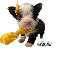 Dolly, a female Yorkshire Terrier for sale in Keller, TX – Photo 7 of 7