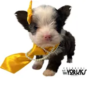 Dolly, a female Yorkshire Terrier for sale in Keller, TX – Photo 7 of 7