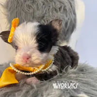 Dolly, a female Yorkshire Terrier for sale in Keller, TX – Photo 6 of 7