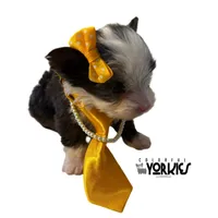 Dolly, a female Yorkshire Terrier for sale in Keller, TX – Photo 4 of 7