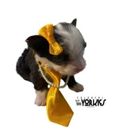 Dolly, a female Yorkshire Terrier for sale in Keller, TX – Photo 4 of 7