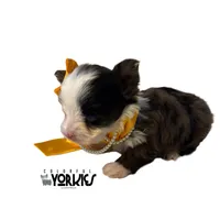 Dolly, a female Yorkshire Terrier for sale in Keller, TX – Photo 5 of 7