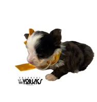 Dolly, a female Yorkshire Terrier for sale in Keller, TX – Photo 5 of 7