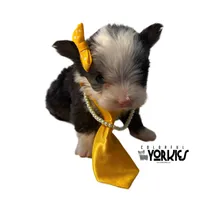 Dolly, a female Yorkshire Terrier for sale in Keller, TX – Photo 2 of 7