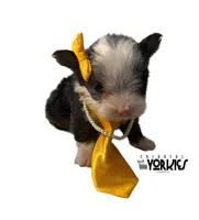 Dolly, a female Yorkshire Terrier for sale in Keller, TX – Photo 2 of 7