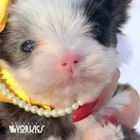 Dolly, a female Yorkshire Terrier for sale in Keller, TX – Photo 1 of 7