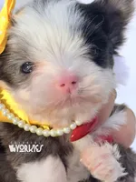 Dolly, a female Yorkshire Terrier for sale in Keller, TX – Photo 1 of 7