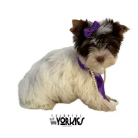 Kitty, a female Yorkshire Terrier for sale in Keller, TX – Photo 3 of 7