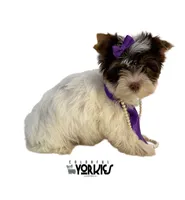 processed/a80fb764-31b8-40c4-b529-114fa3dfa22b/listing/fca3e418-9dce-4da8-b117-ec1877f77b42/0b97a5e0-9b32-4b16-9074-a52f8b370065