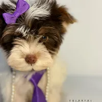 Kitty, a female Yorkshire Terrier for sale in Keller, TX – Photo 7 of 7