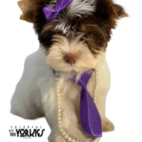 Kitty, a female Yorkshire Terrier for sale in Keller, TX – Photo 4 of 7