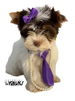 processed/a80fb764-31b8-40c4-b529-114fa3dfa22b/listing/fca3e418-9dce-4da8-b117-ec1877f77b42/554f0424-0b63-4380-9019-b87a407e090e