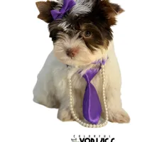 Kitty, a female Yorkshire Terrier for sale in Keller, TX – Photo 6 of 7