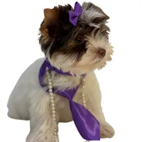 Kitty, a female Yorkshire Terrier for sale in Keller, TX – Photo 5 of 7