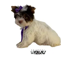 Kitty, a female Yorkshire Terrier for sale in Keller, TX – Photo 2 of 7