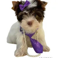 Kitty, a female Yorkshire Terrier for sale in Keller, TX – Photo 1 of 7