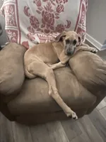 Freya , a female Great Dane for sale in Floyd, VA – 2 of 4