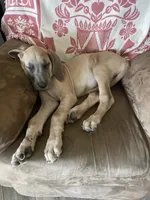 Freya , a female Great Dane for sale in Floyd, VA – 4 of 4