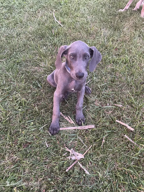 Frank – Great Dane puppy for sale in Floyd, VA