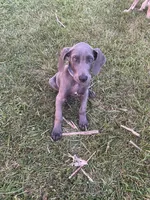Frank, a male Great Dane for sale in Floyd, VA – 1 of 2