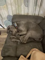 Frank, a male Great Dane for sale in Floyd, VA – 2 of 2