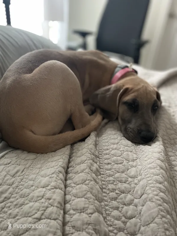 Freya  – Great Dane puppy for sale in Floyd, VA
