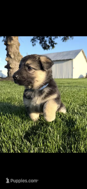 Daisy  – German Shepherd Dog puppy for sale in Bunker Hill, IN